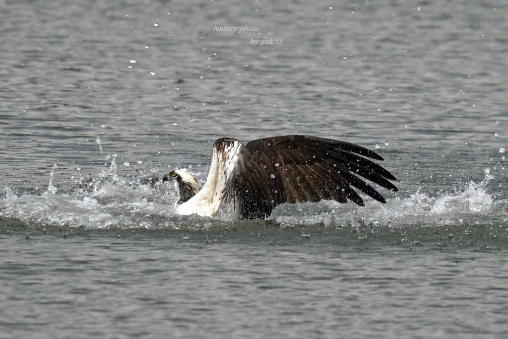 Splash