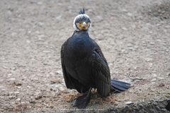 スタイル貴族（婚姻色）