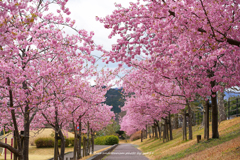 Spring Road