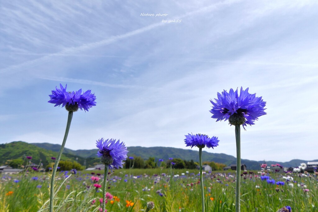 spring Blue