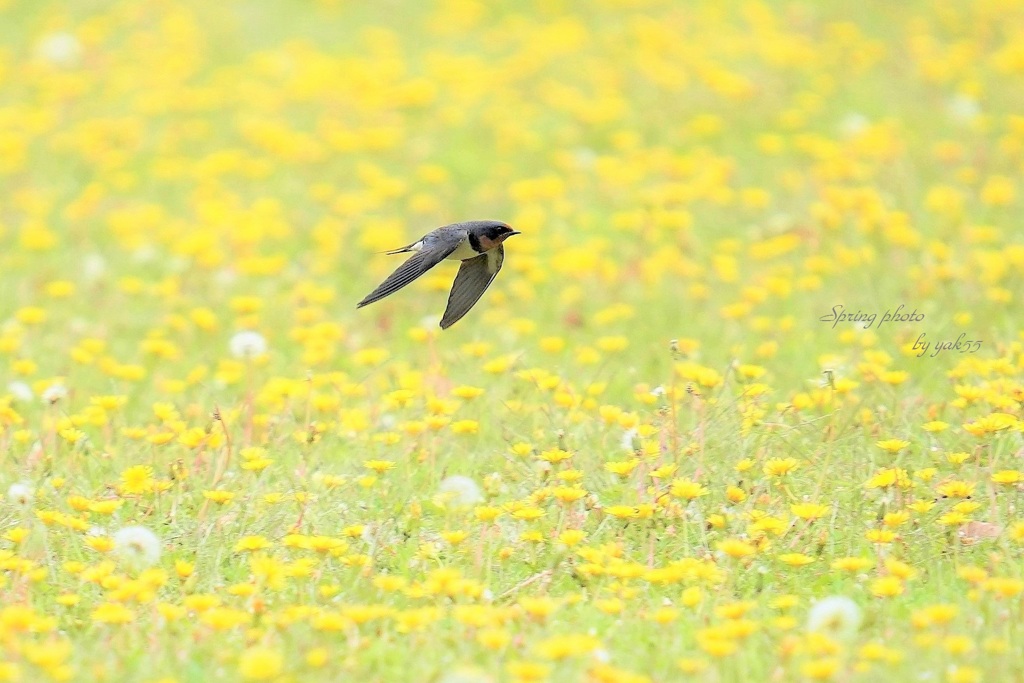 春公園・・４（ツバメ）