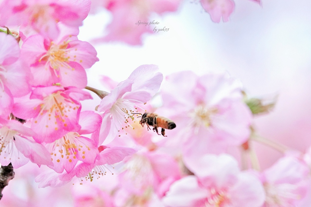 サクハッチ（河津桜）