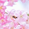 サクハッチ（河津桜）
