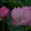 花蓮
