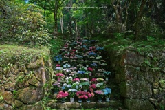水無月の石段（室生寺）