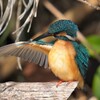 魅せられて？（カワセミ・オス）