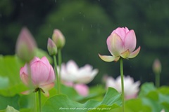 突然の雨