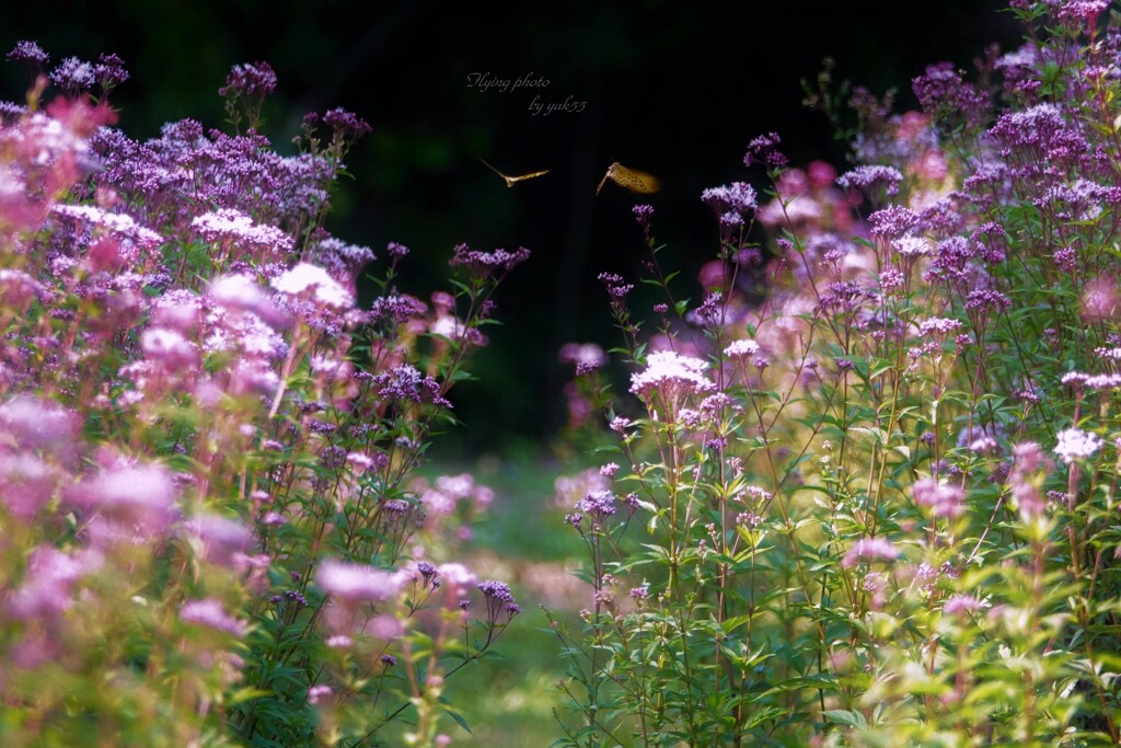 お花畑（ツマグロヒョウモン♂）