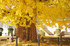 晩秋の大イチョウⅢ