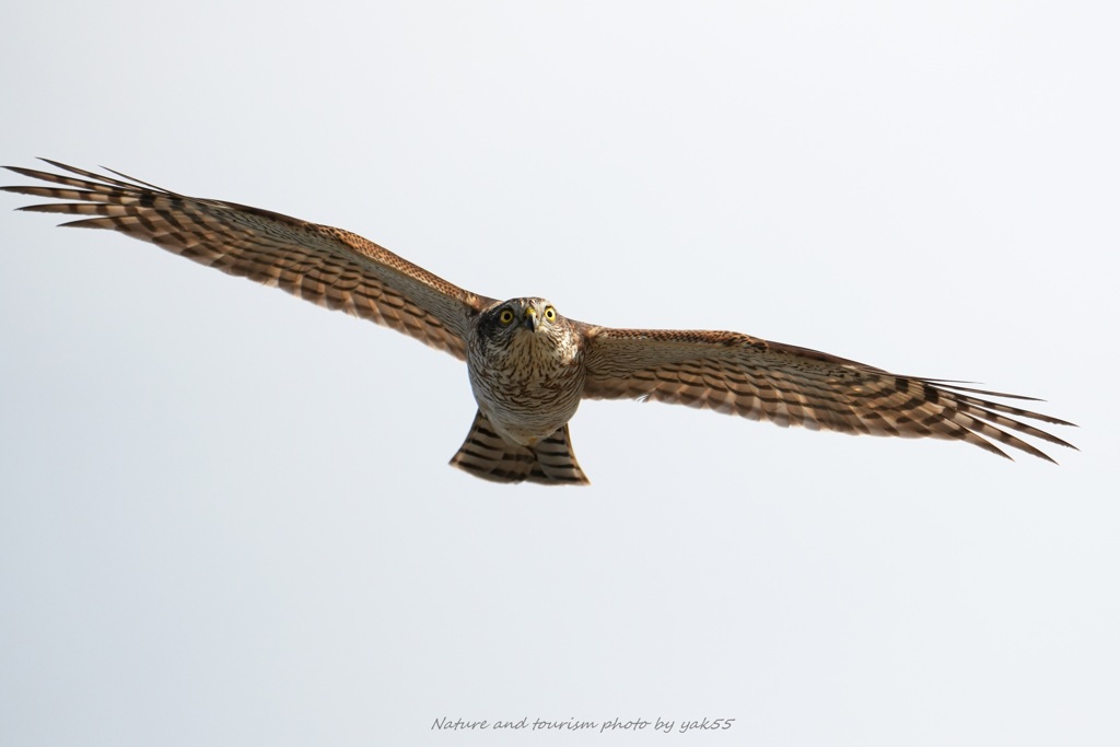 ハイタカさんが通るⅡ