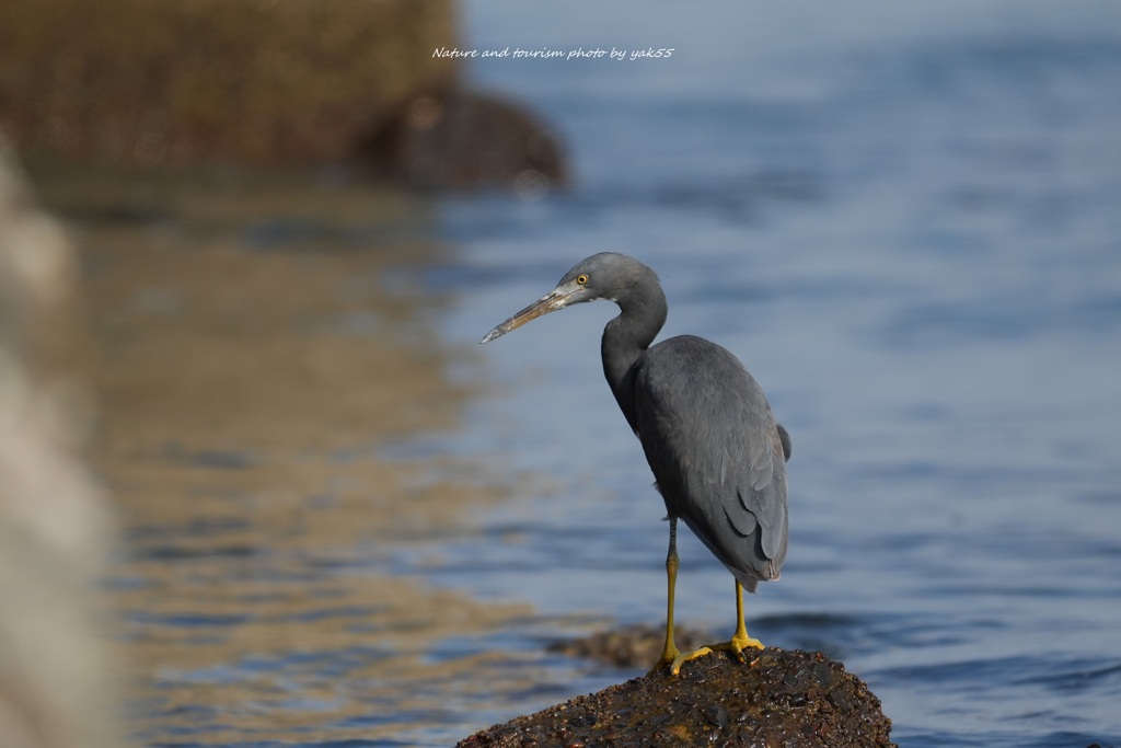 クロサギさんだ！