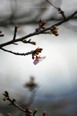 開花Ⅱ