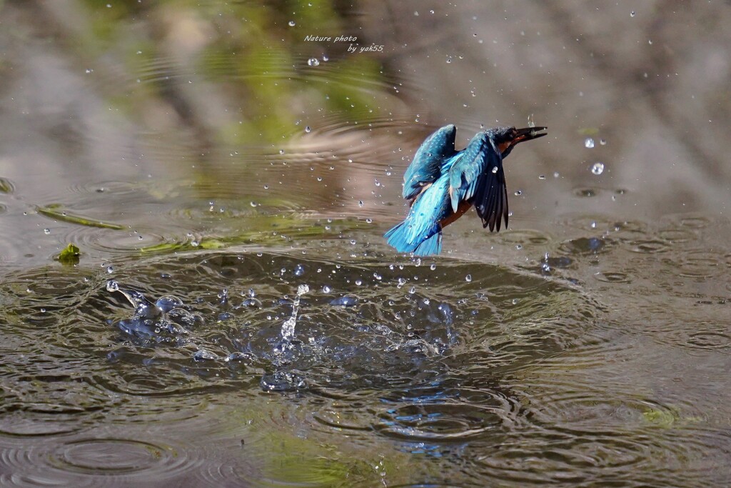 Splash