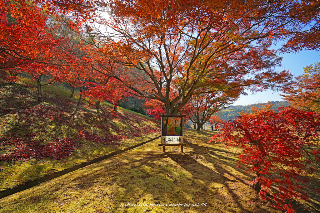 晩秋のもみじ峠Ⅱ