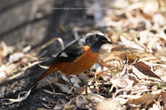 こそこそジョビさん