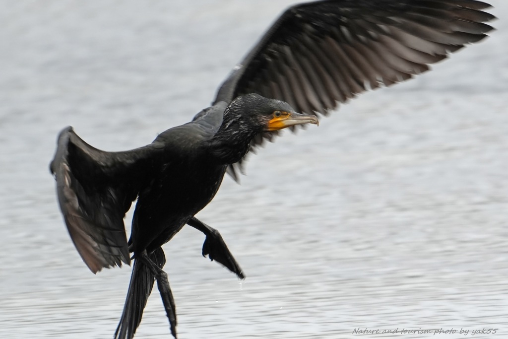 カワウさん来店