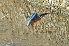 スプラッシャー