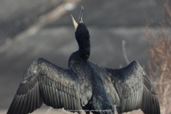 鵜さんも日向ぼっこ