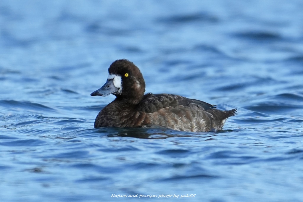 遥か彼方にスズガモちゃん