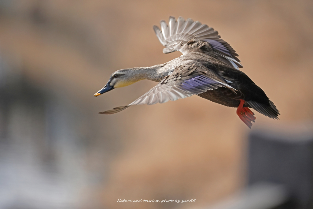 散歩道の鴨ちゃん