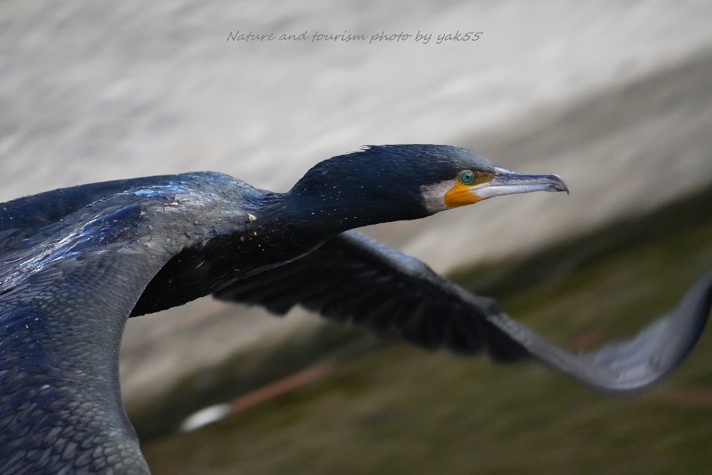 カワウさん横切る！