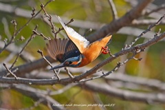 それ行けカワセミマン