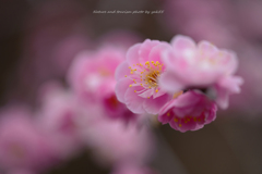 春ですね～Ⅱ