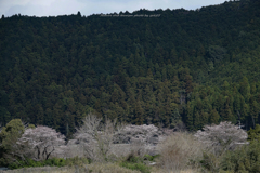 里山の春