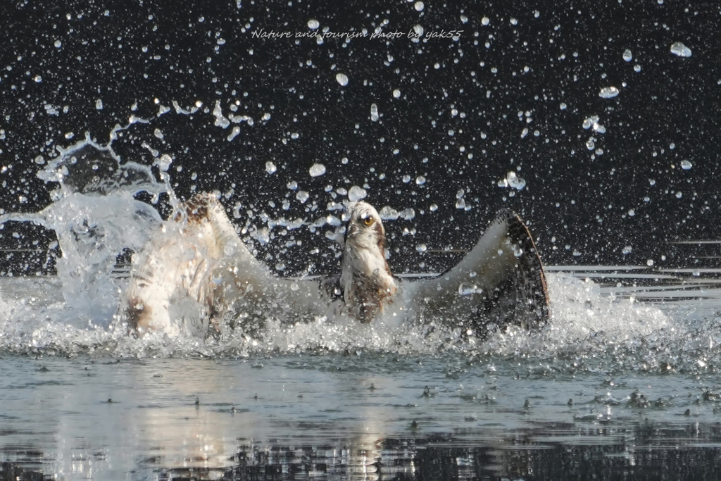 スーパースプラッシュ