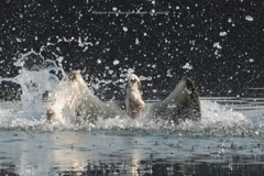 スーパースプラッシュ