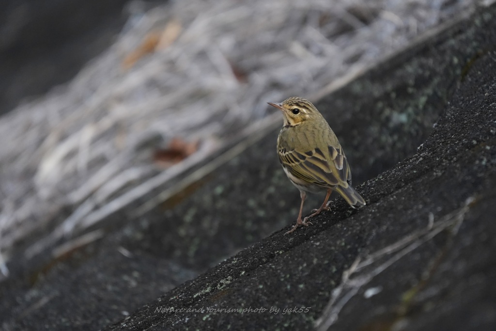 節分にビンちゃん