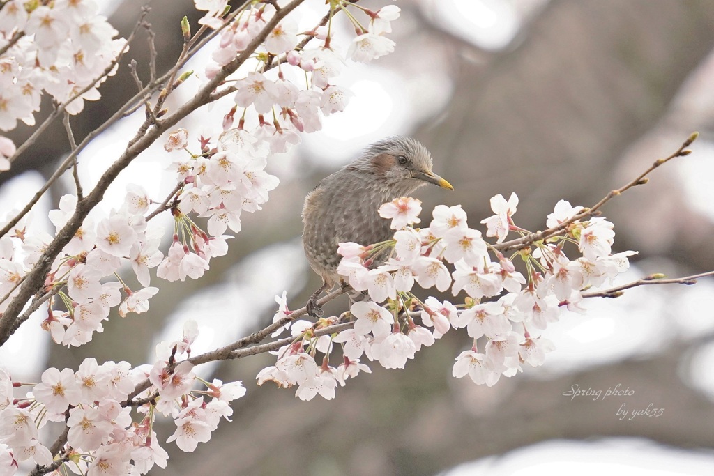 もう春ですね（６分咲）