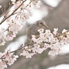 もう春ですね（６分咲）