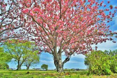 八重桜（満開）