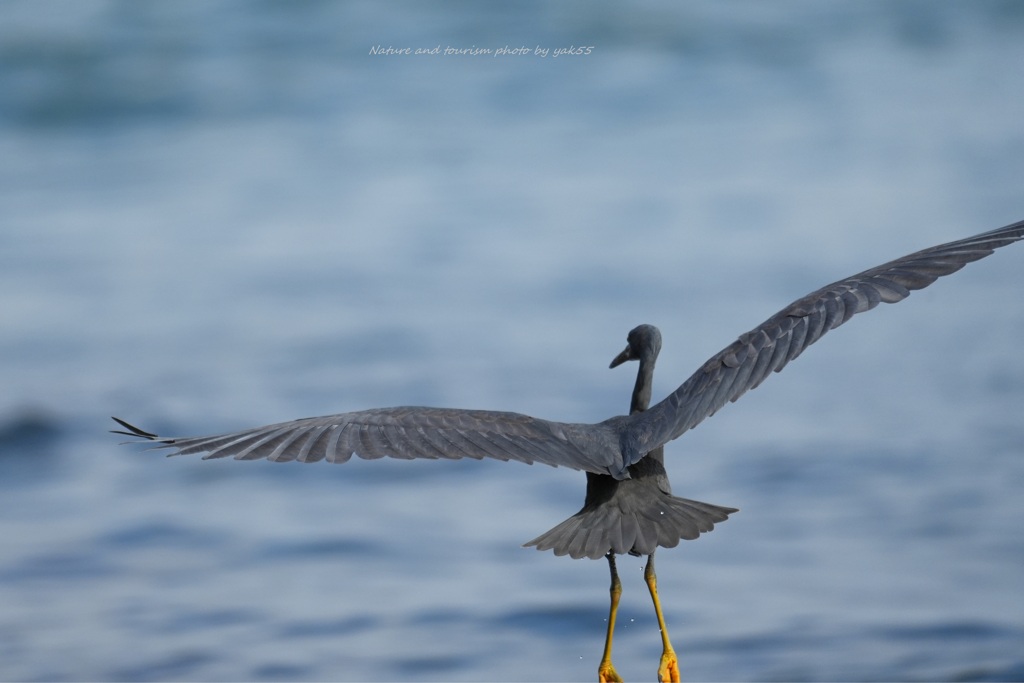 クロサギさんだ！Ⅱ