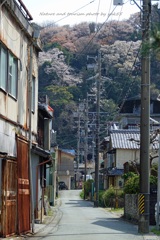 路地の春