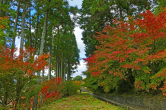 川岸の散策路