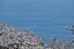 春の海岸線（桜）