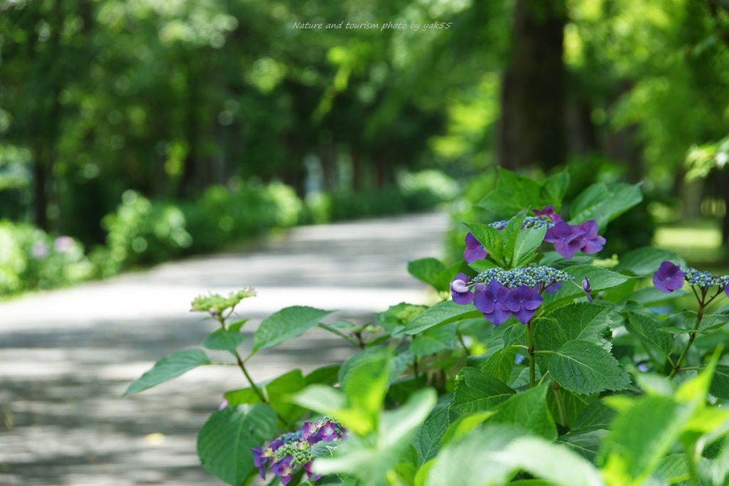 Green Promenade