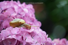 自宅紫陽花Ⅱ