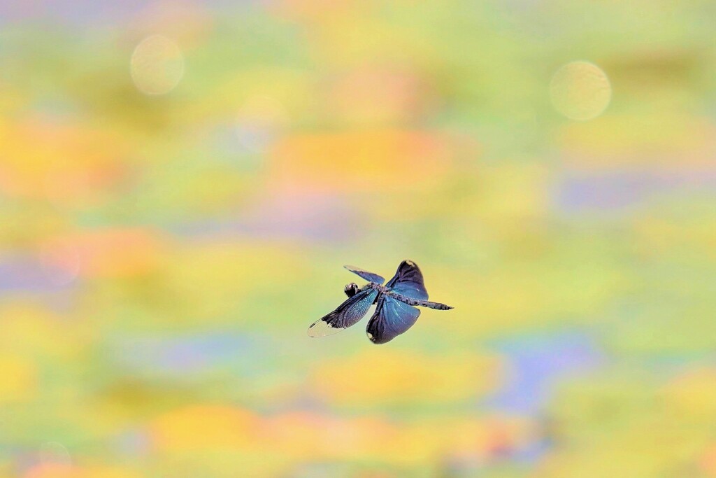 ジュンサイ上空（チョウトンボ）