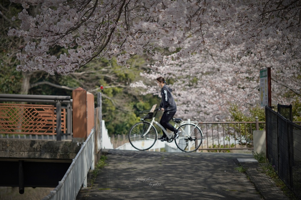 春遊歩道（満開）