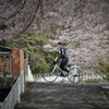 春遊歩道（満開）