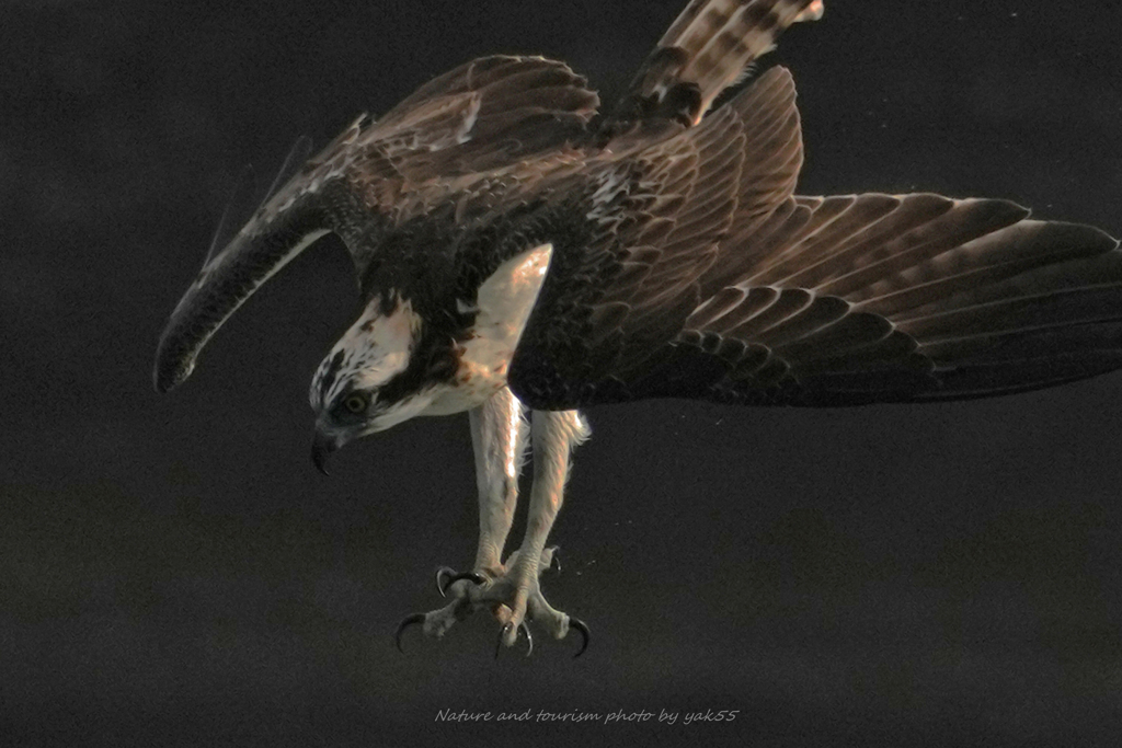 秋日和で躍動Ⅱ