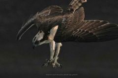 秋日和で躍動Ⅱ