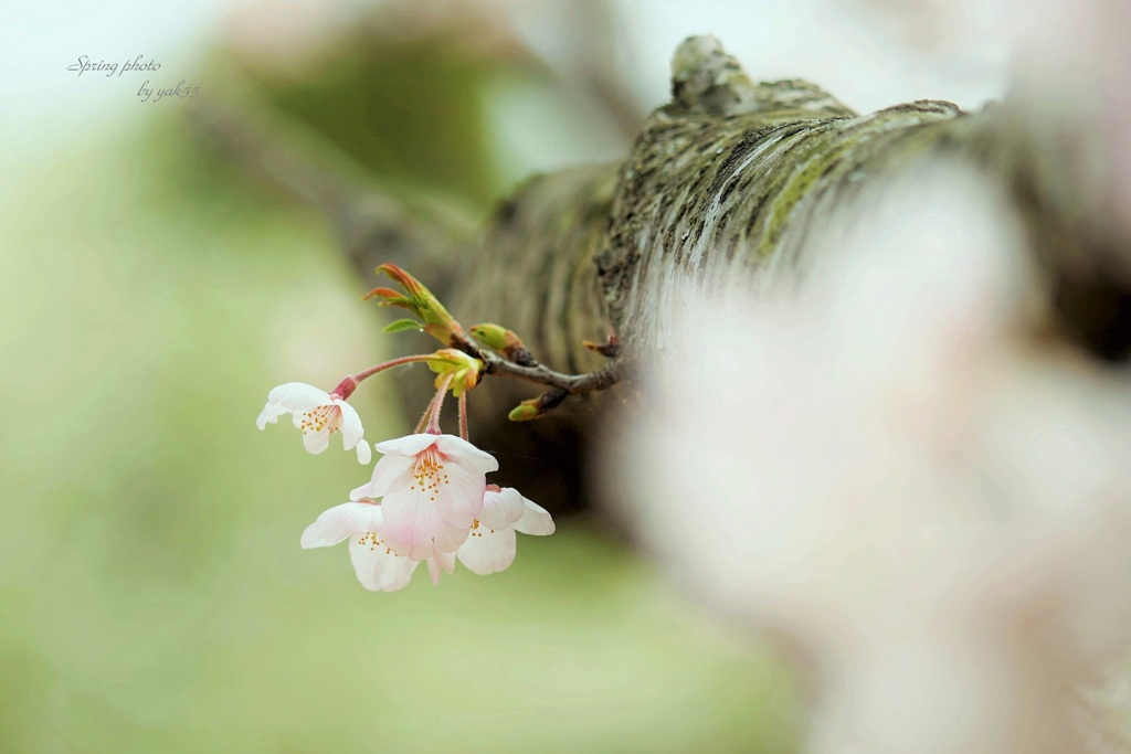 桜（ソメイヨシノ）