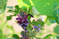 葛の花