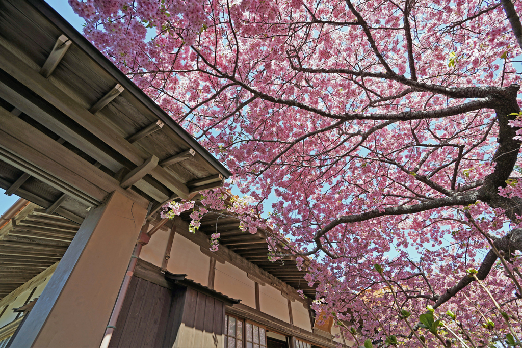 てんれい桜・原木