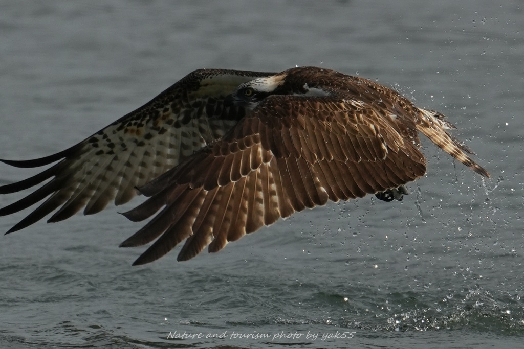 ハードランディング