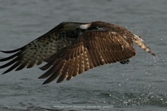 ハードランディング